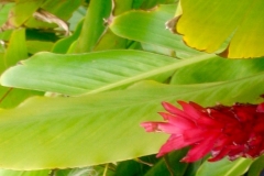 Kecia Hawaii (1)